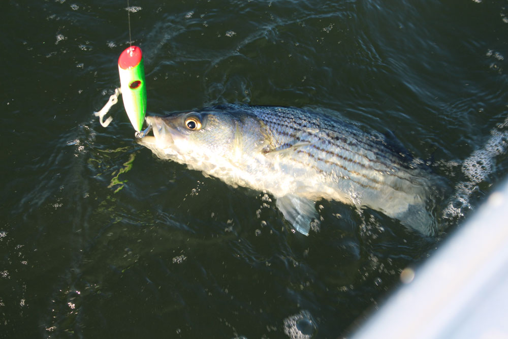 striped bass hitting topwater lure