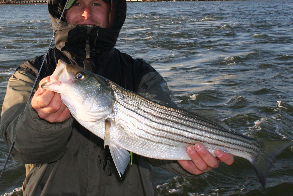 stripers at ccnpp