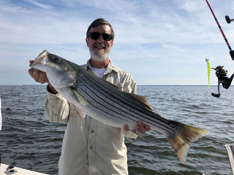striper caught jigging in the chesapeake