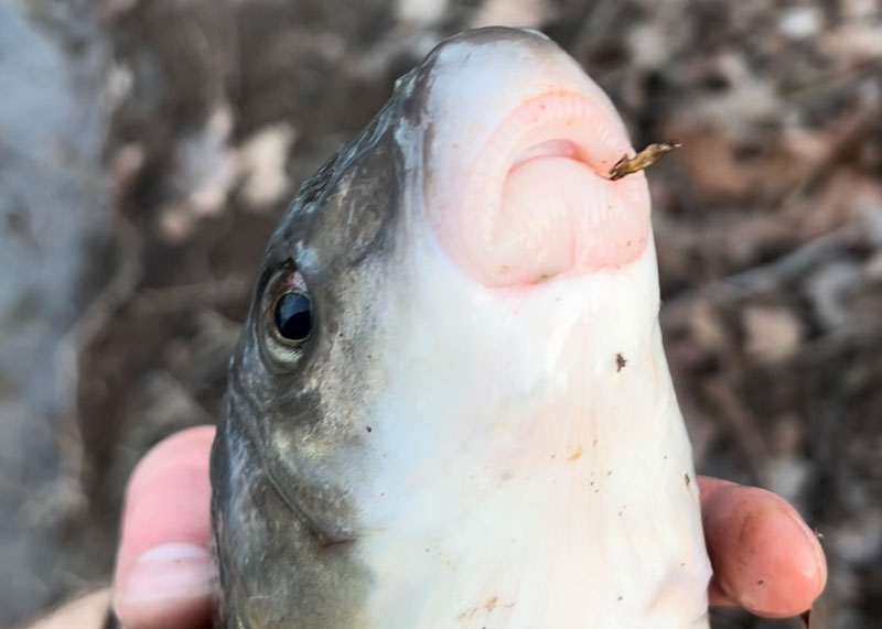 the mouth of a sucker fish