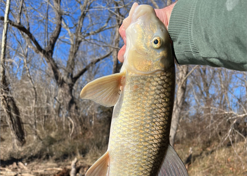 caught a sucker fish