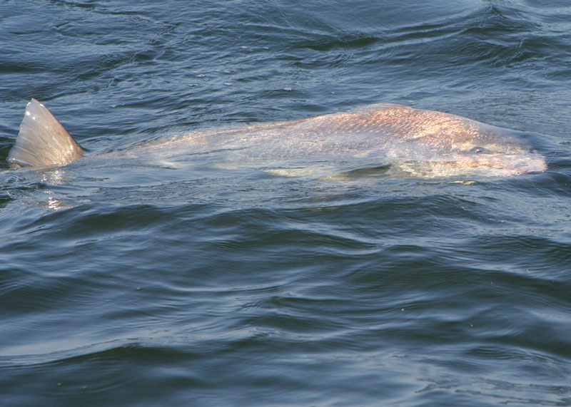 black drum fishing