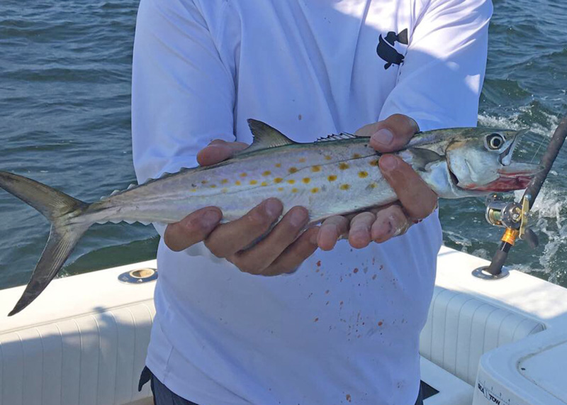 spanish mackerel in tangier sound