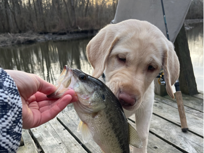 puppy licking fish