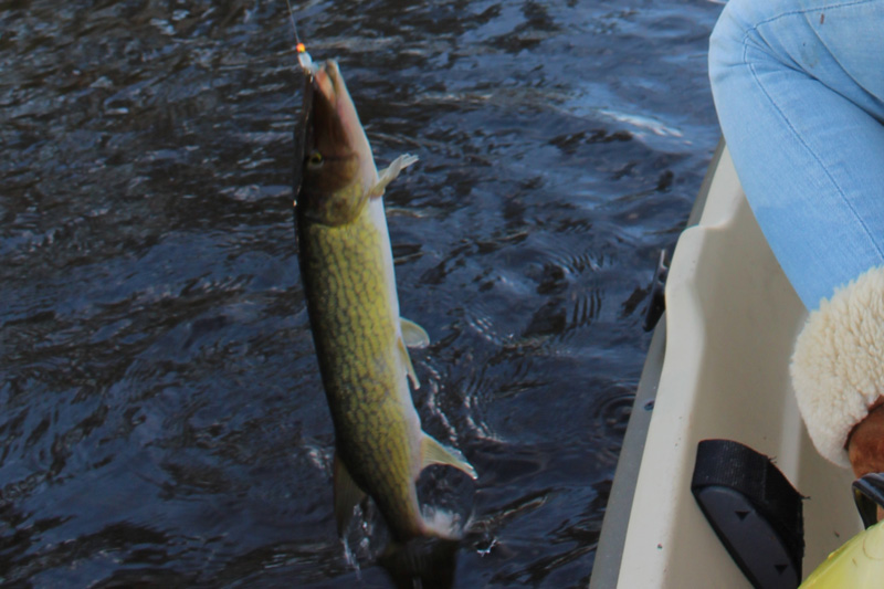 pickerel in the rivers