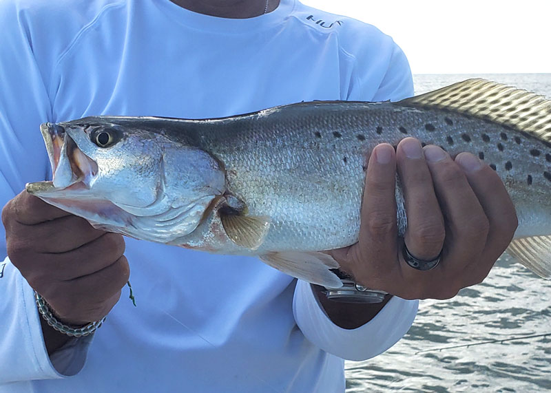 speckled sea trout fishing