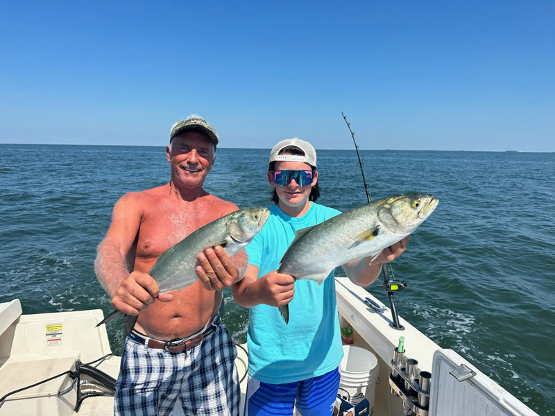 bluefish in the sound