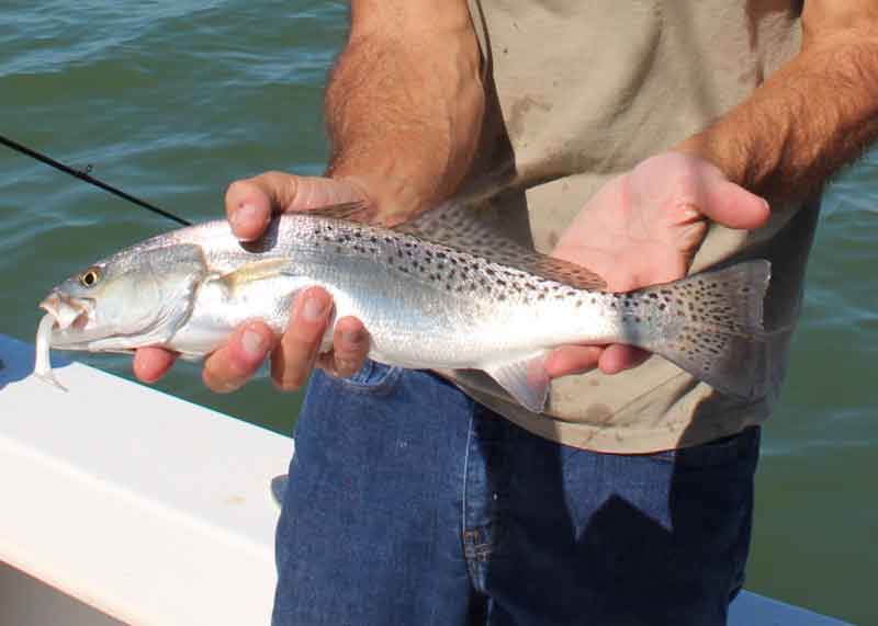 speckled trout in tangier