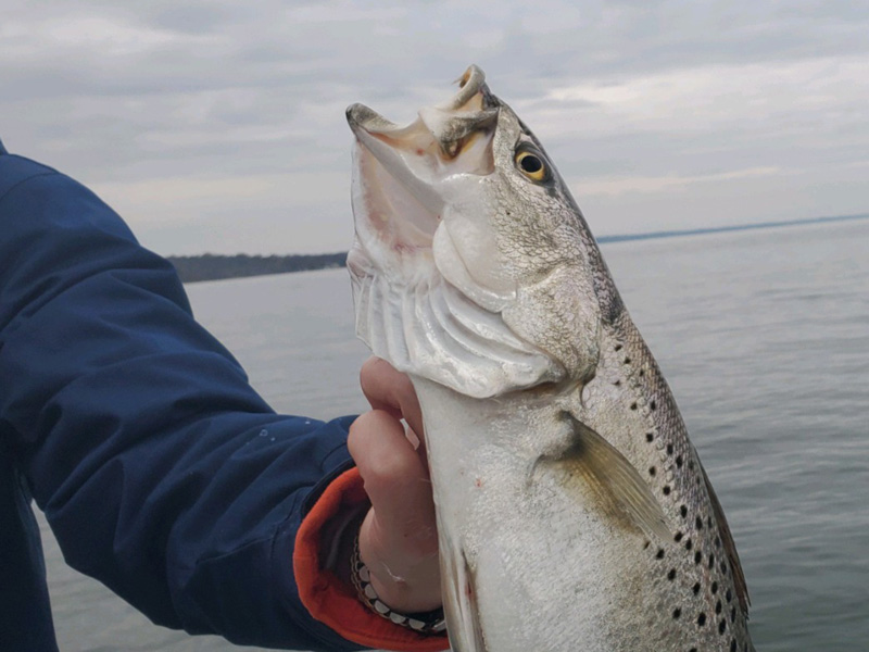 speckled trout in the bay