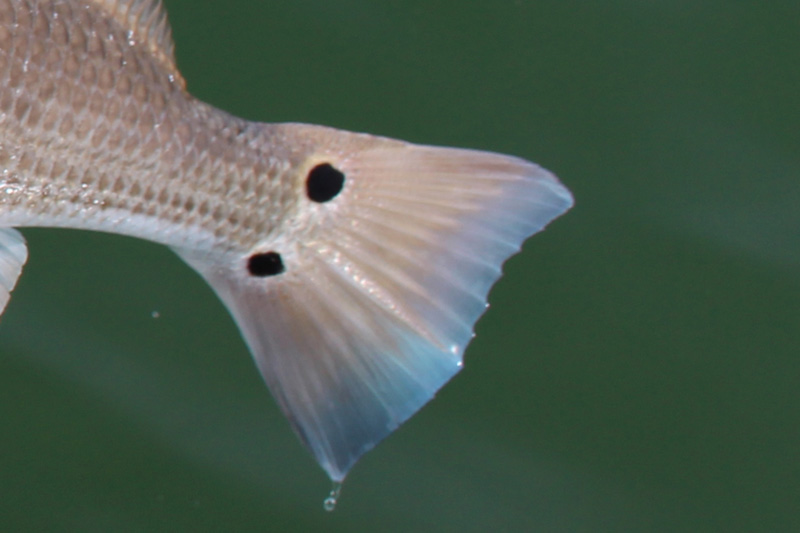 redfish tail