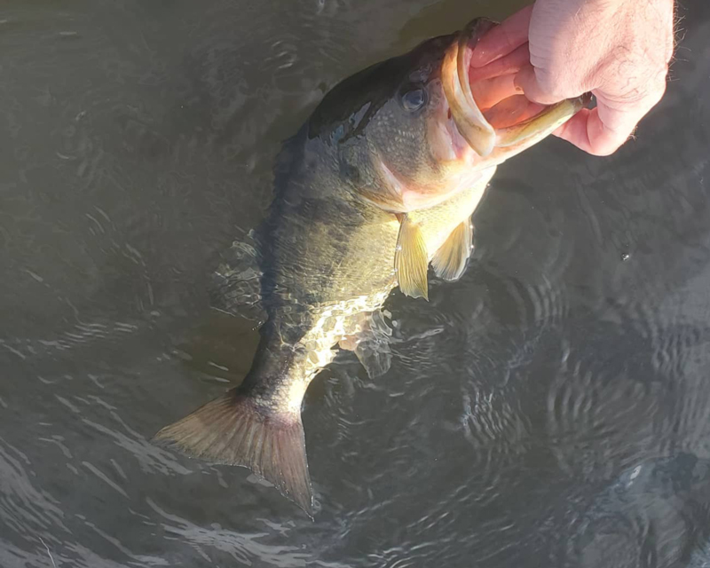 bass in the river