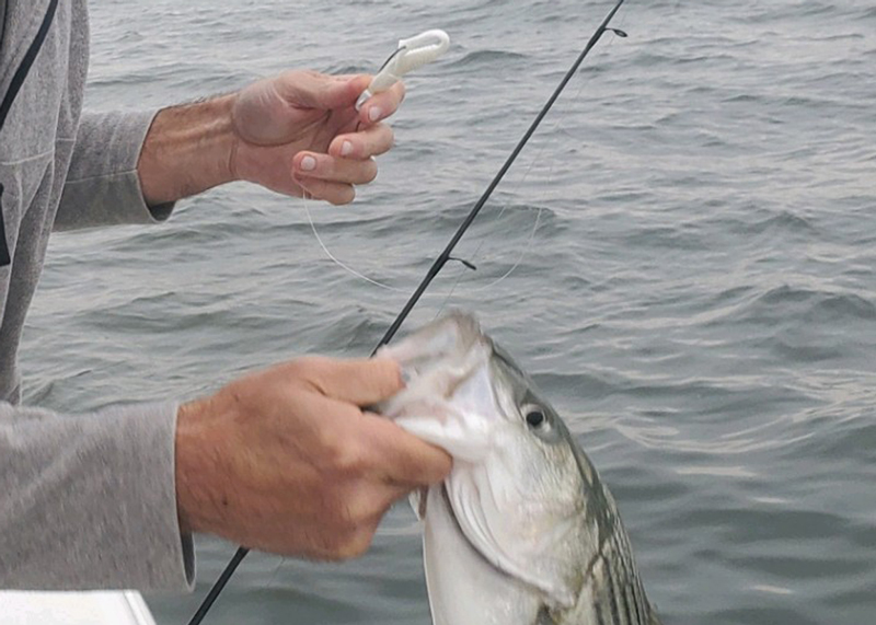 rockfish on jig