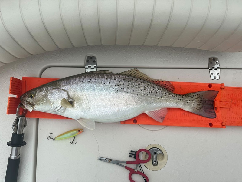 fat speckled trout