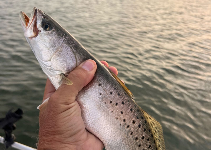 small speckled sea trout