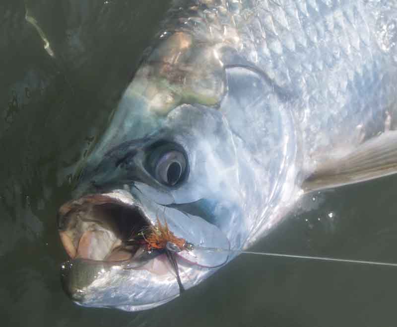 tarpon that ate a fly