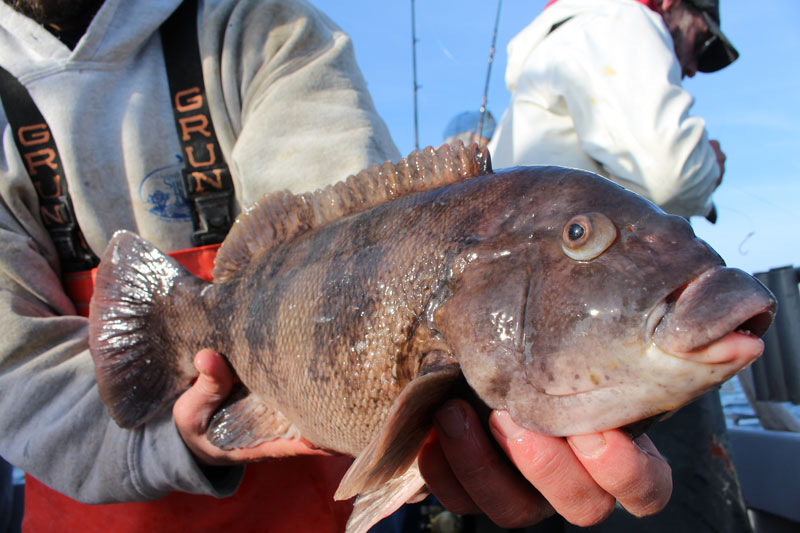 Tautog Fishing for Beginners