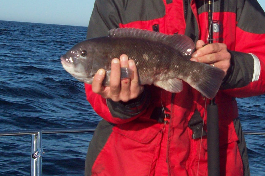 fishing for tautog