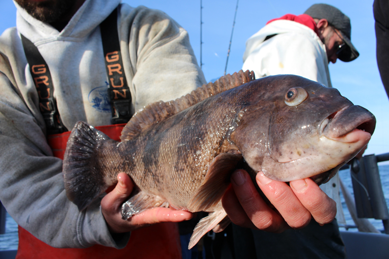 Tautog fishing cure for winter blues