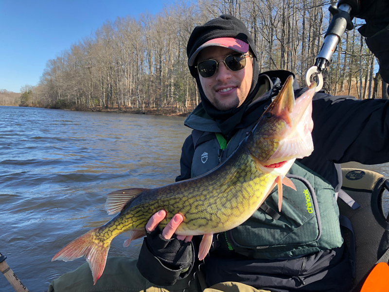 pickerel in tidal river