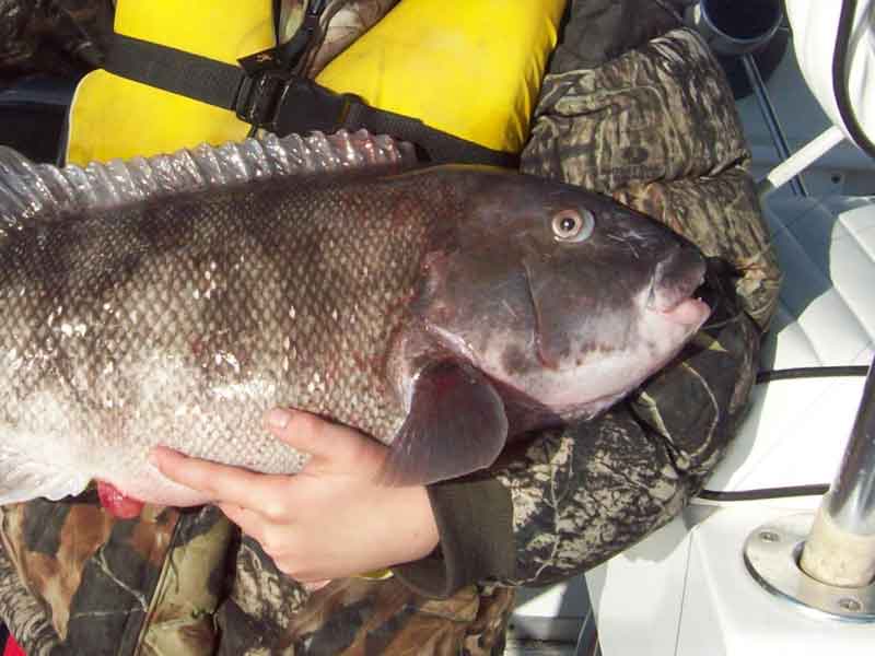 angler holds tautog