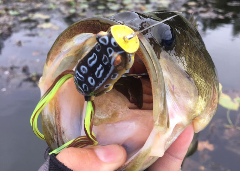 fishing with topwater frog
