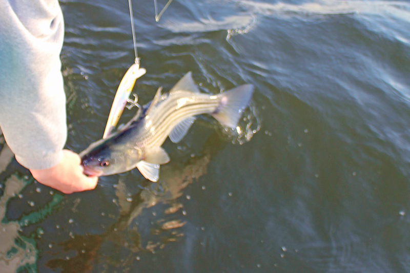 topwater rockfish