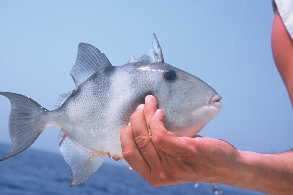 trigger fish