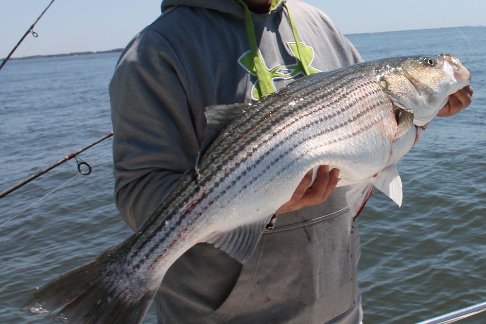 striped bass trolling