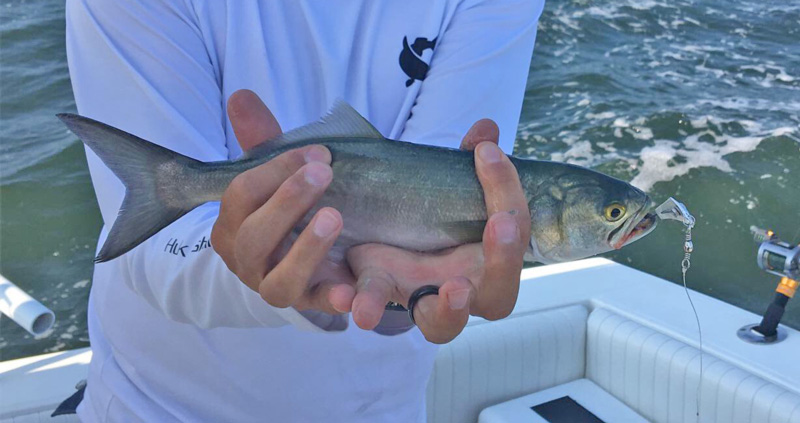 Bluefish and Black Drum in the Surf