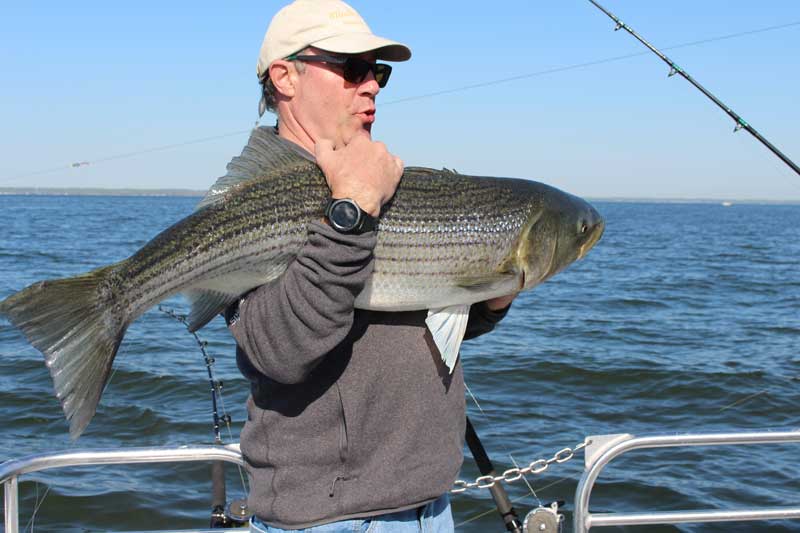 trolling gear used to troll for striped bass