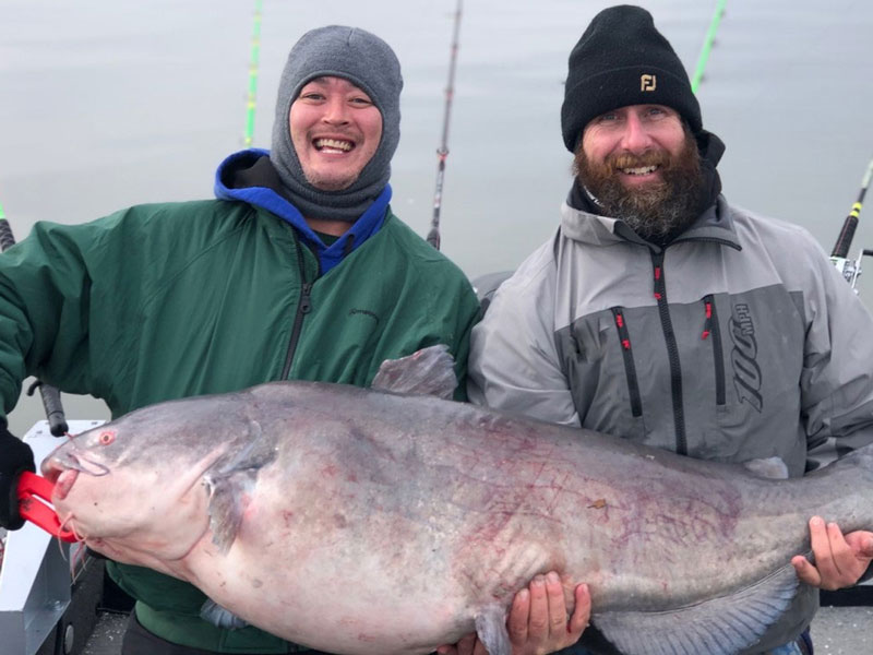 trophy blue catfish from the poromac river