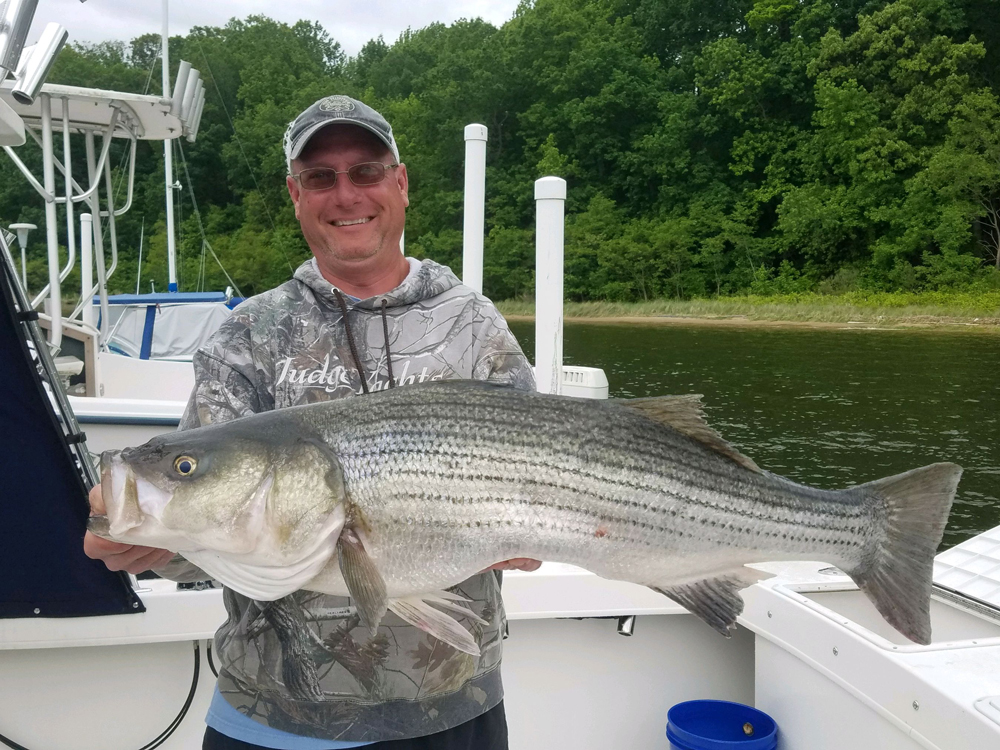 big rockfish