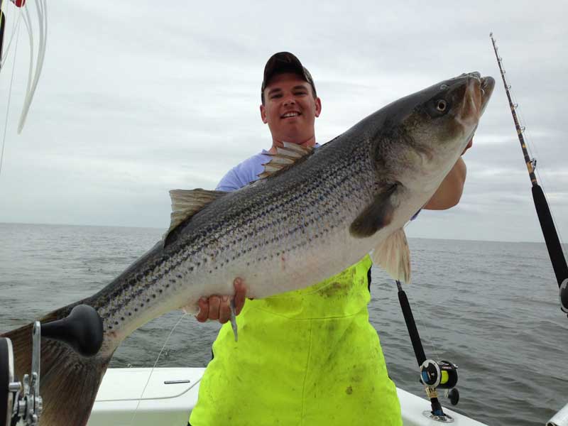 trophy sized striped bass on chesapeake bay