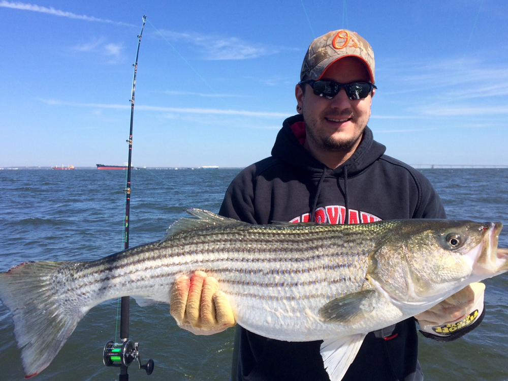 Catching a GIANT Chesapeake Bay striper with live bait and planer