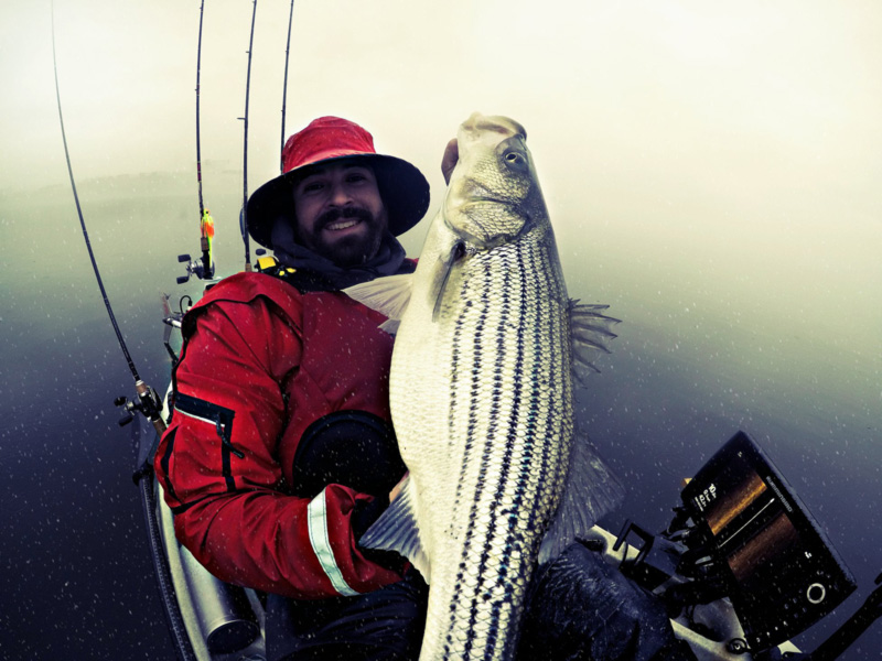 Times and Places: Trophy Striper Calendar - The Fisherman