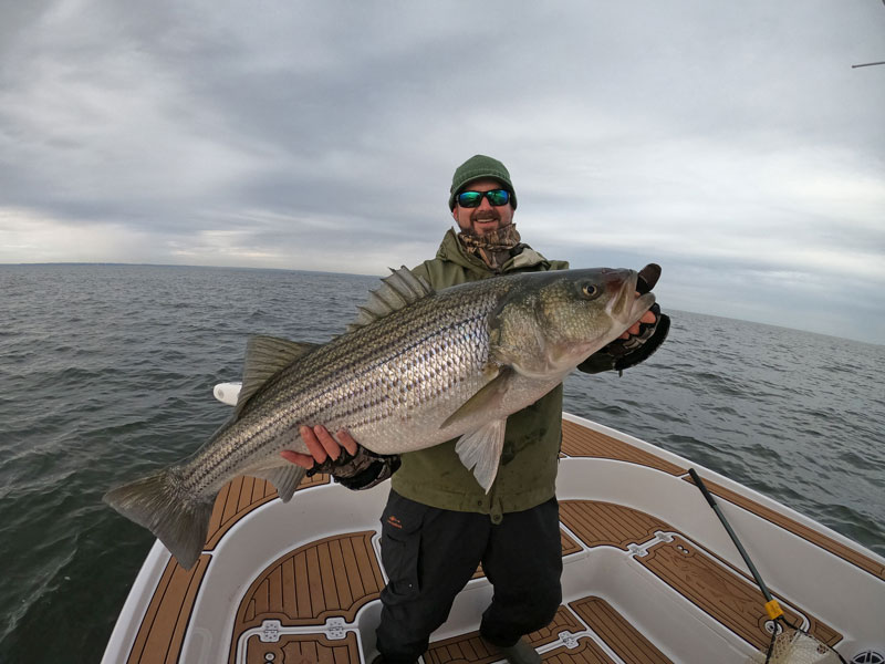 huge striped bass caught in chesapeake bay