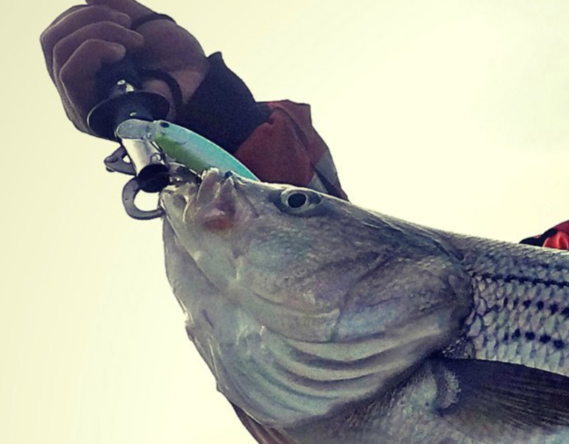 trophy striper trolling on a kayak