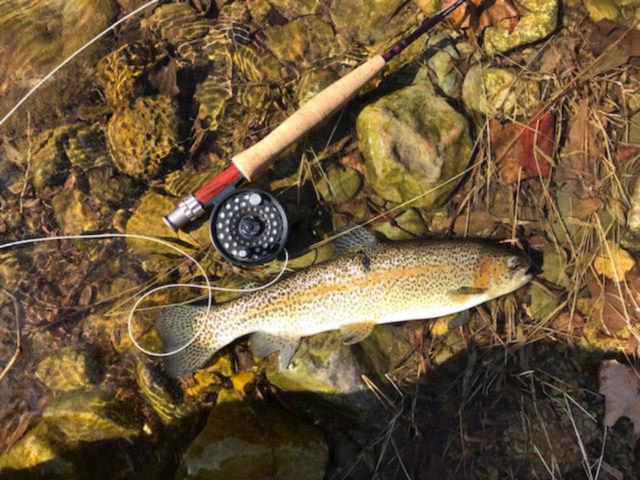 trout caught fly fishing