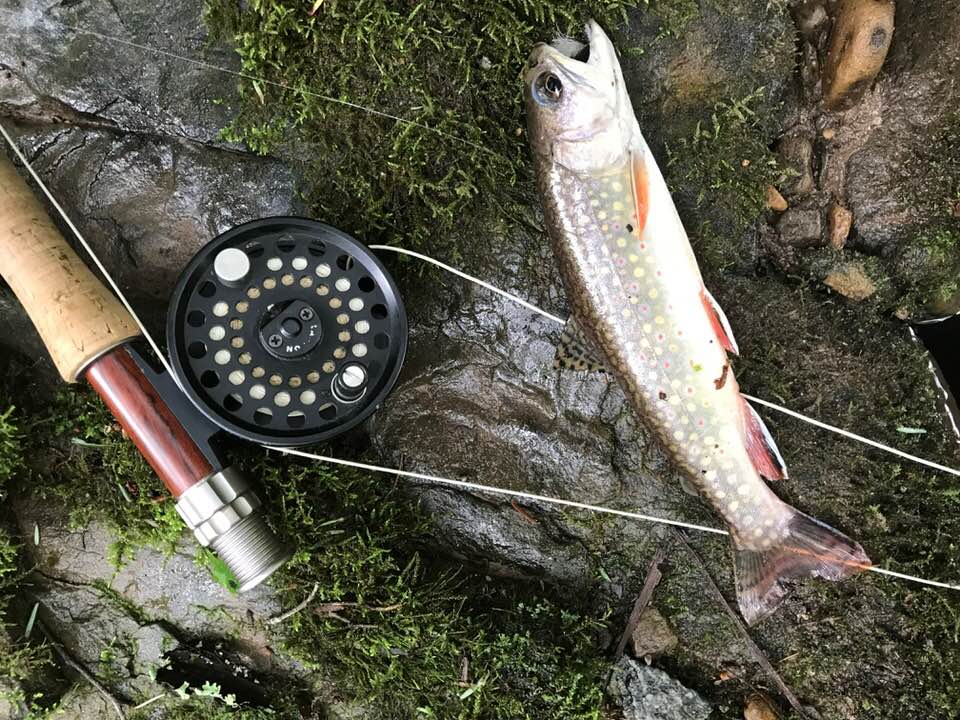 fly fishing for trout