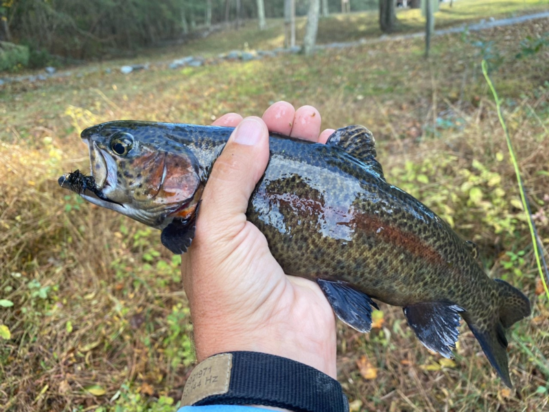 rainbow trout caught fishing
