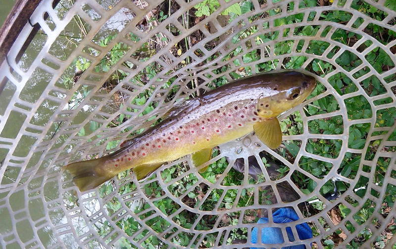 trout in a net