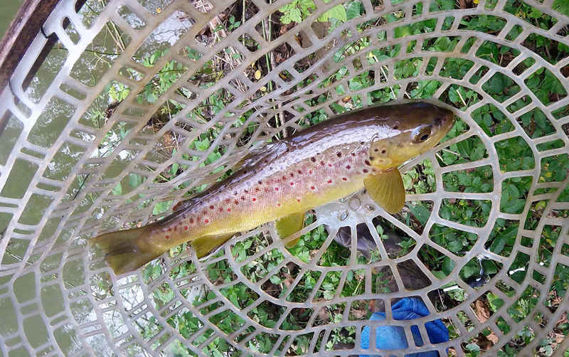 Dynamite Trout Nuggets