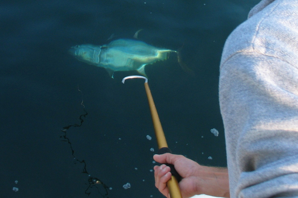 fishing for bluefin tuna