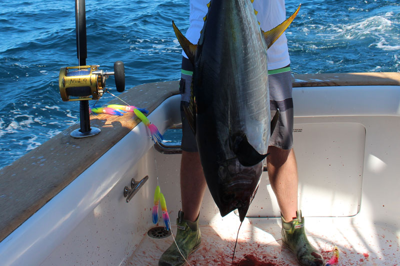 tuna caught on a spreader bar
