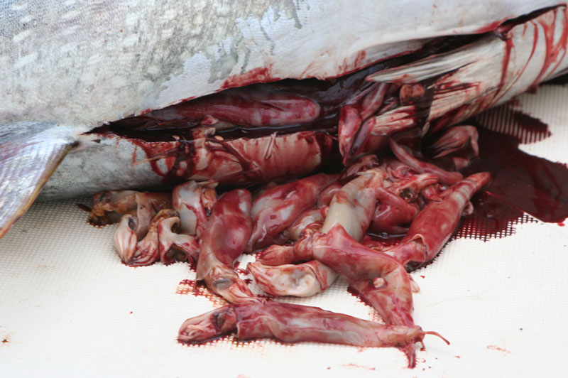 squid in a tuna stomach