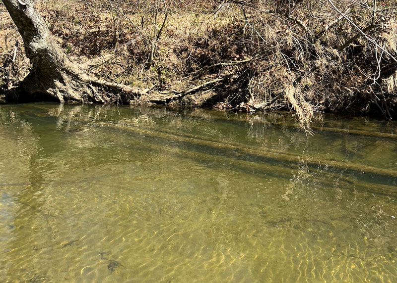 trees in a river for trout fishing