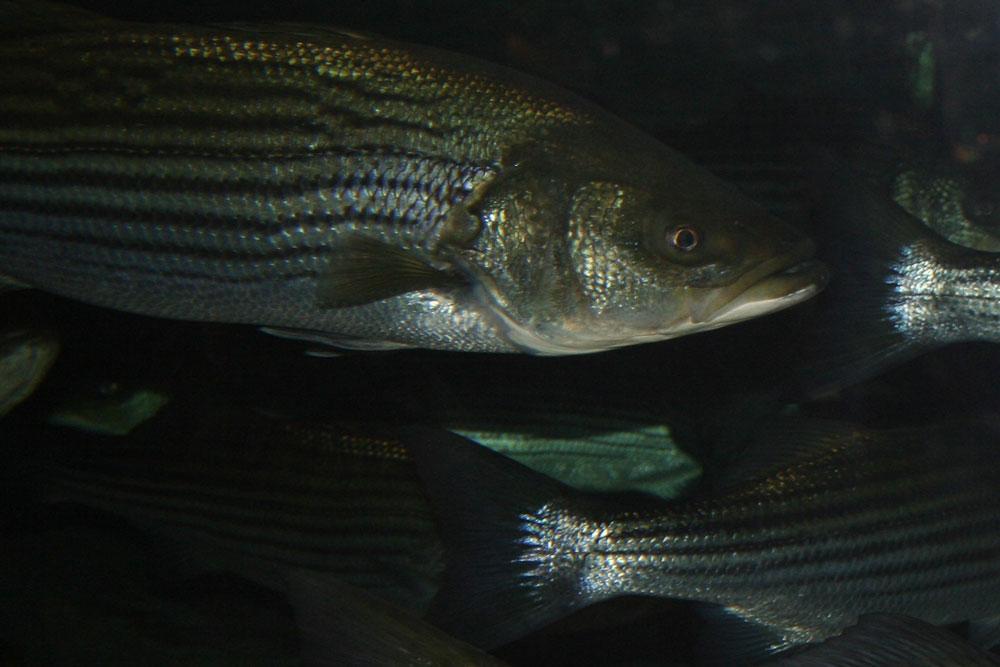 striped bass under water