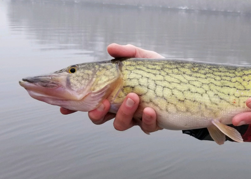 chain pickerel fish