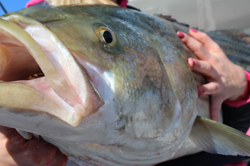 rockfish in upper bay