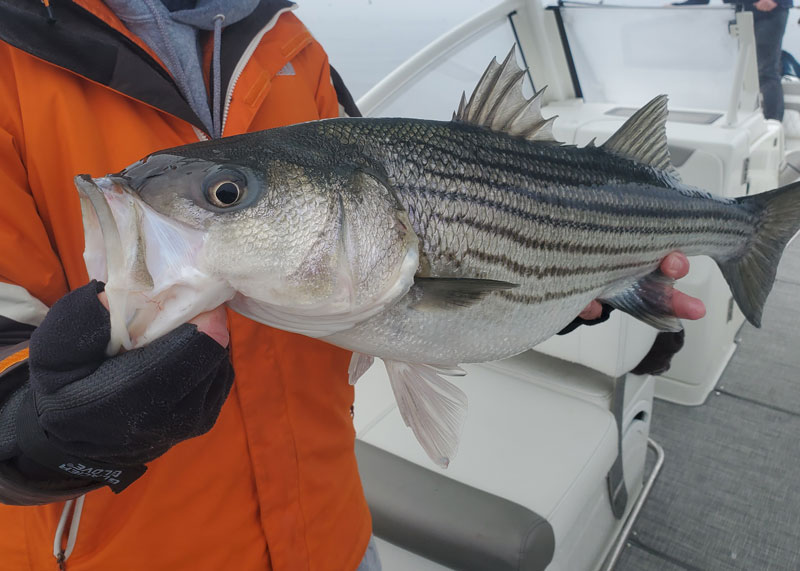 striped bass in the upper bay